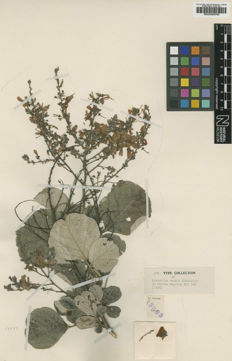 Sunhangia yunnanensis var. yunnanensis