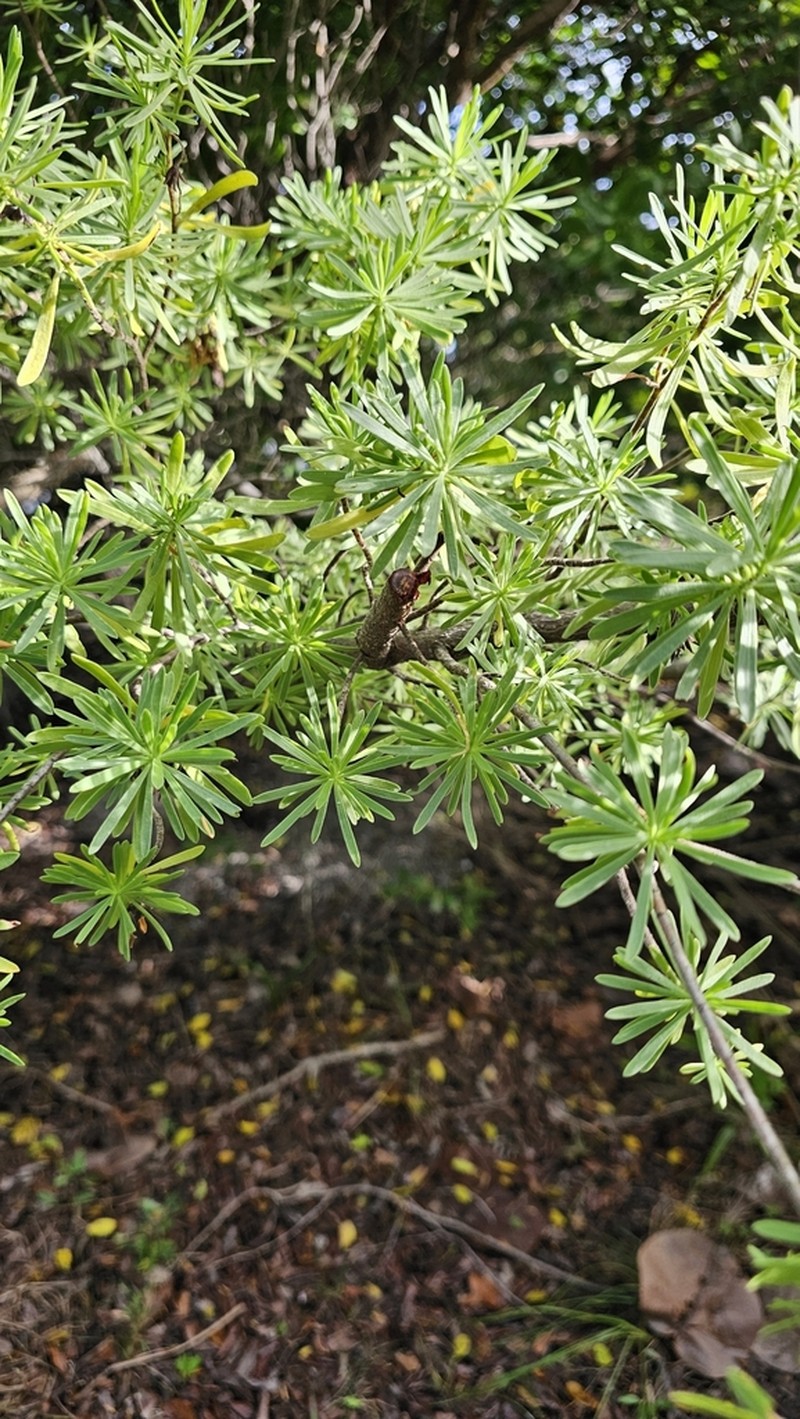 Bay Cedar photo 2