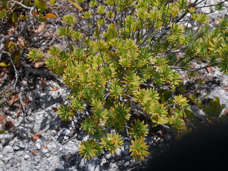 Bay Cedar photo 3