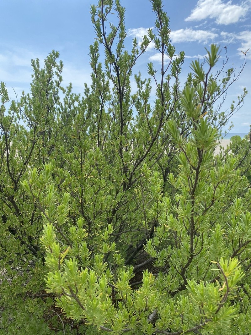 Bay Cedar photo 7