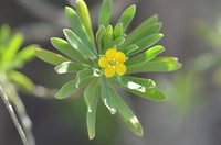 Bay Cedar
