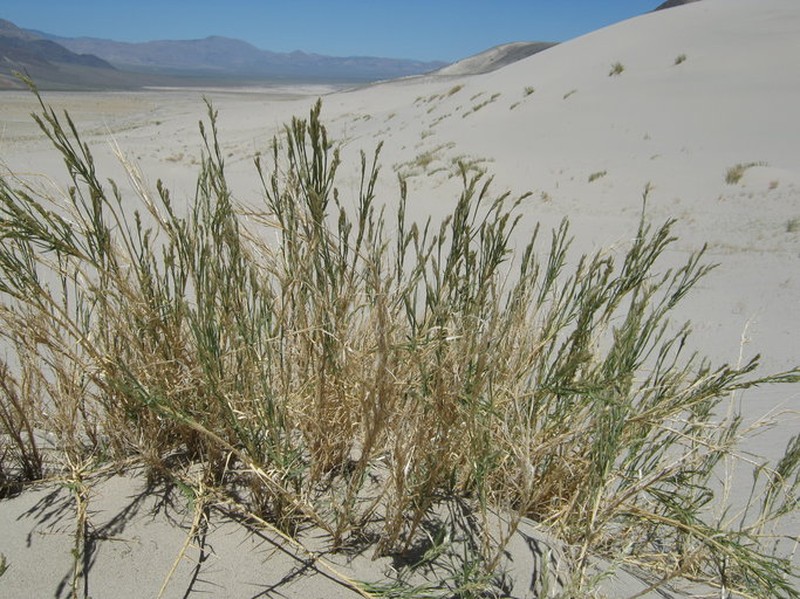 Eureka Dunegrass
