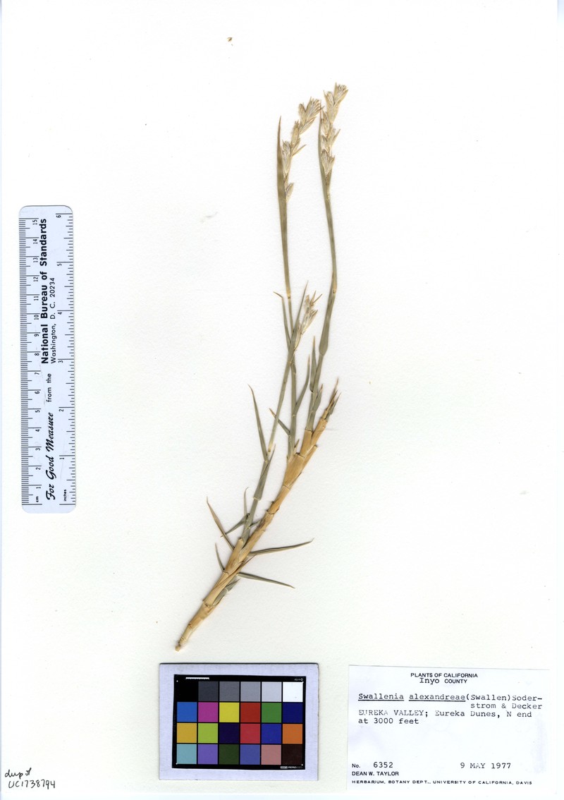 Eureka Dunegrass photo 2