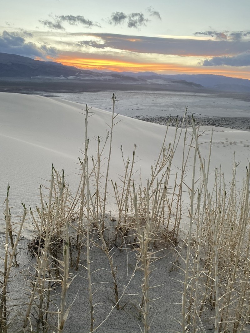 Eureka Dunegrass photo 3