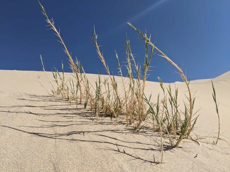 Eureka Dunegrass photo 4