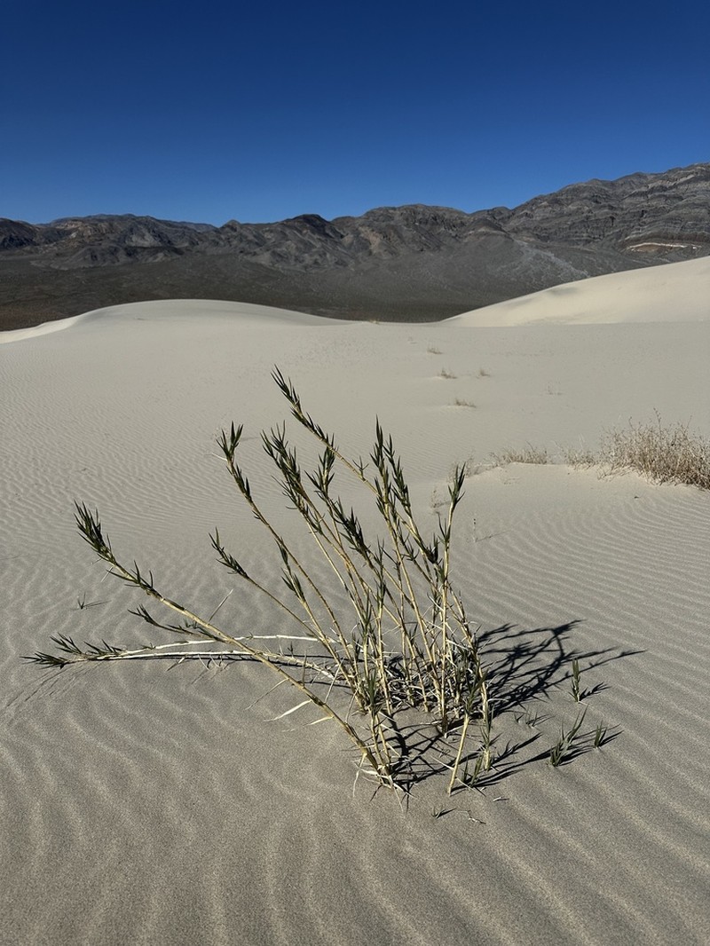 Eureka Dunegrass photo 5