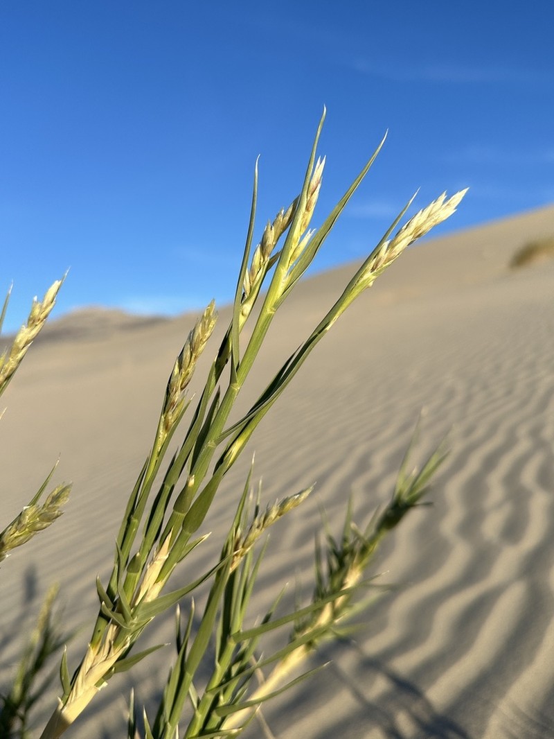 Eureka Dunegrass photo 6
