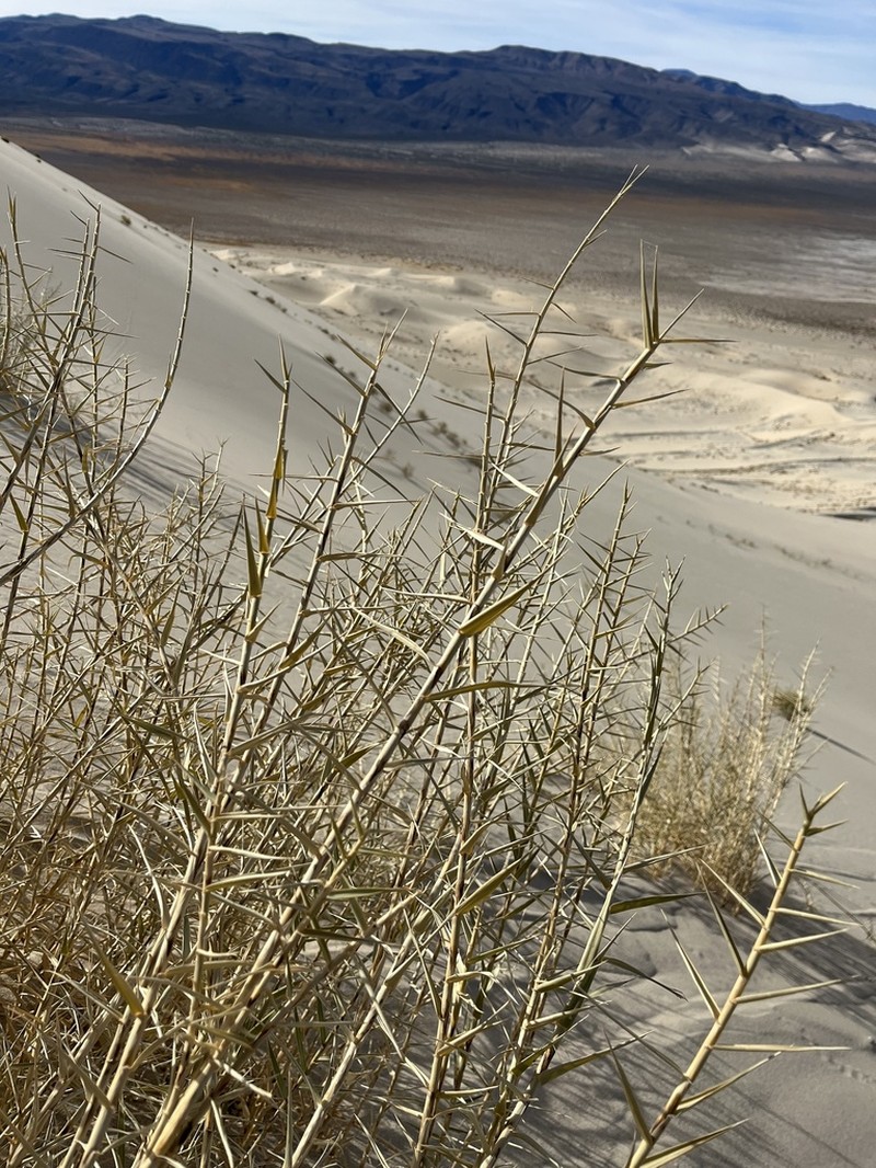 Eureka Dunegrass photo 7