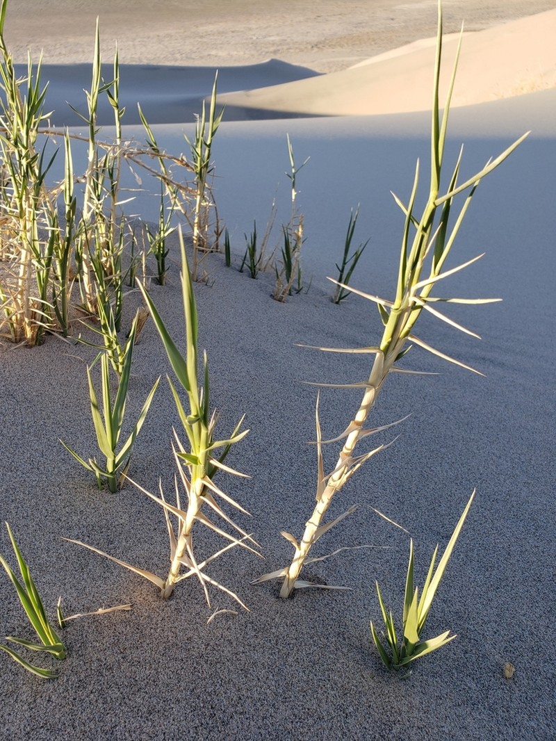 Eureka Dunegrass photo 8