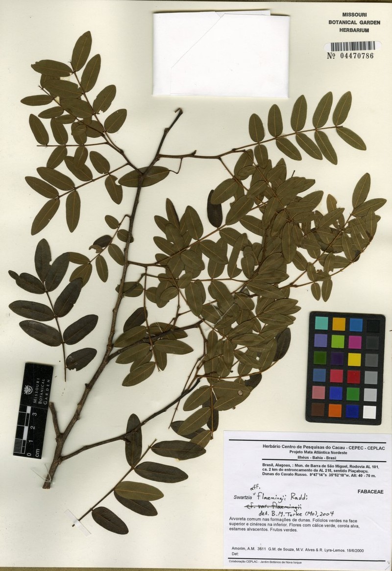 Swartzia alagoensis