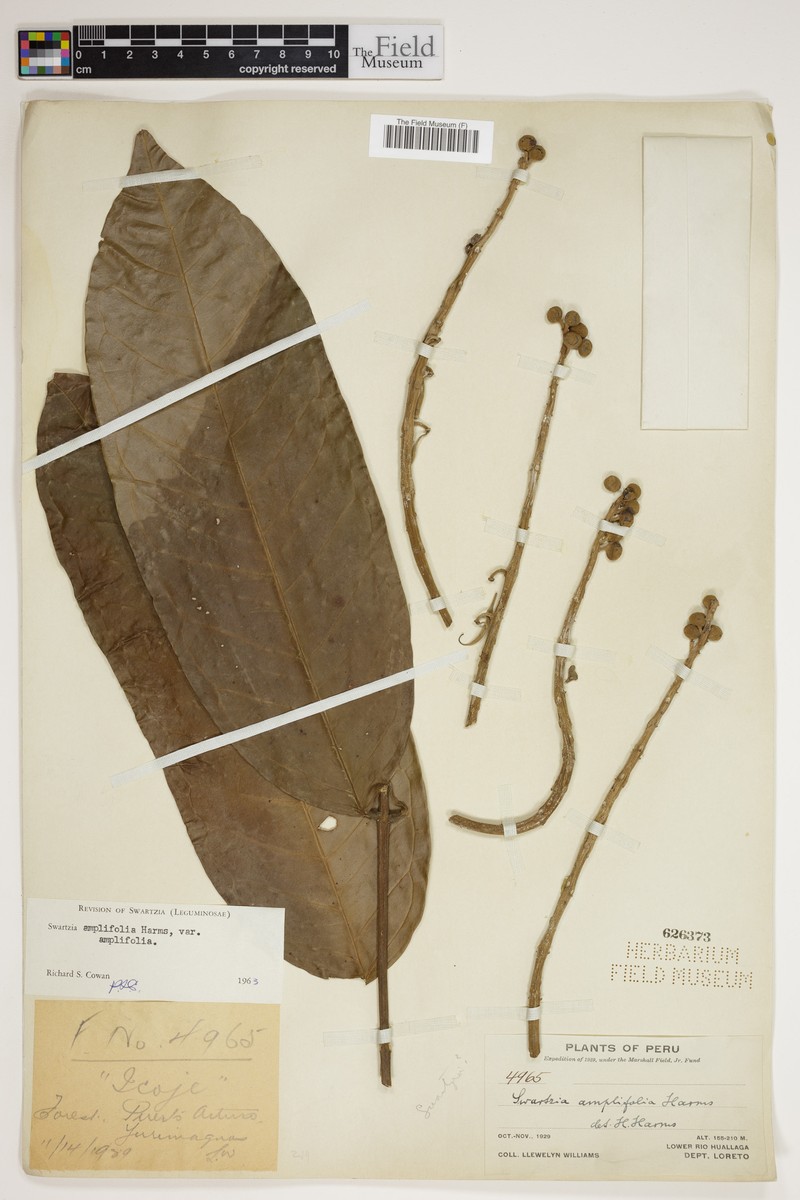 Swartzia amplifolia var. amplifolia