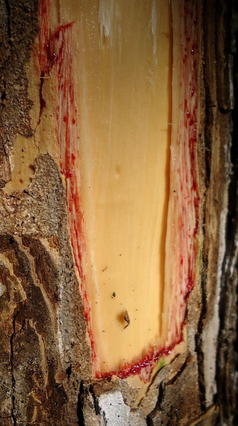 Swartzia apetala var. apetala