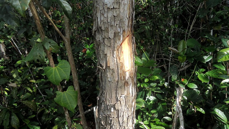 Swartzia apetala var. apetala photo 4