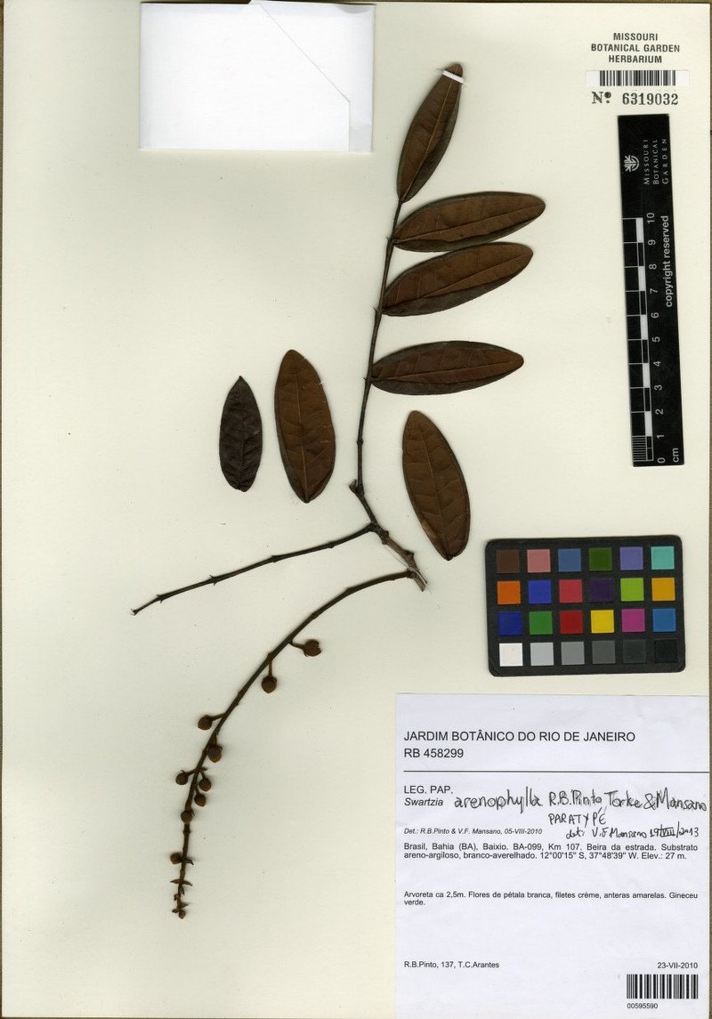 Swartzia arenophila photo 2