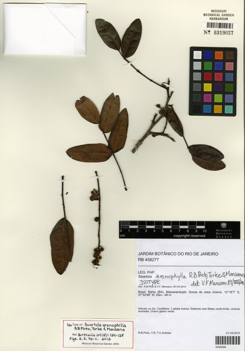 Swartzia arenophila photo 3