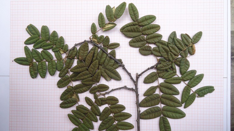 Swartzia arenophila