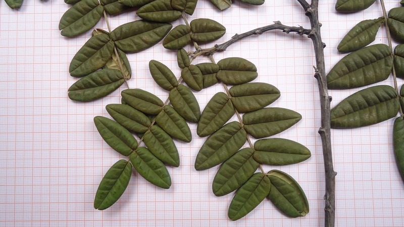 Swartzia arenophila photo 4