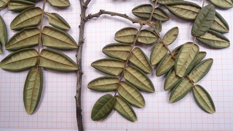 Swartzia arenophila photo 5