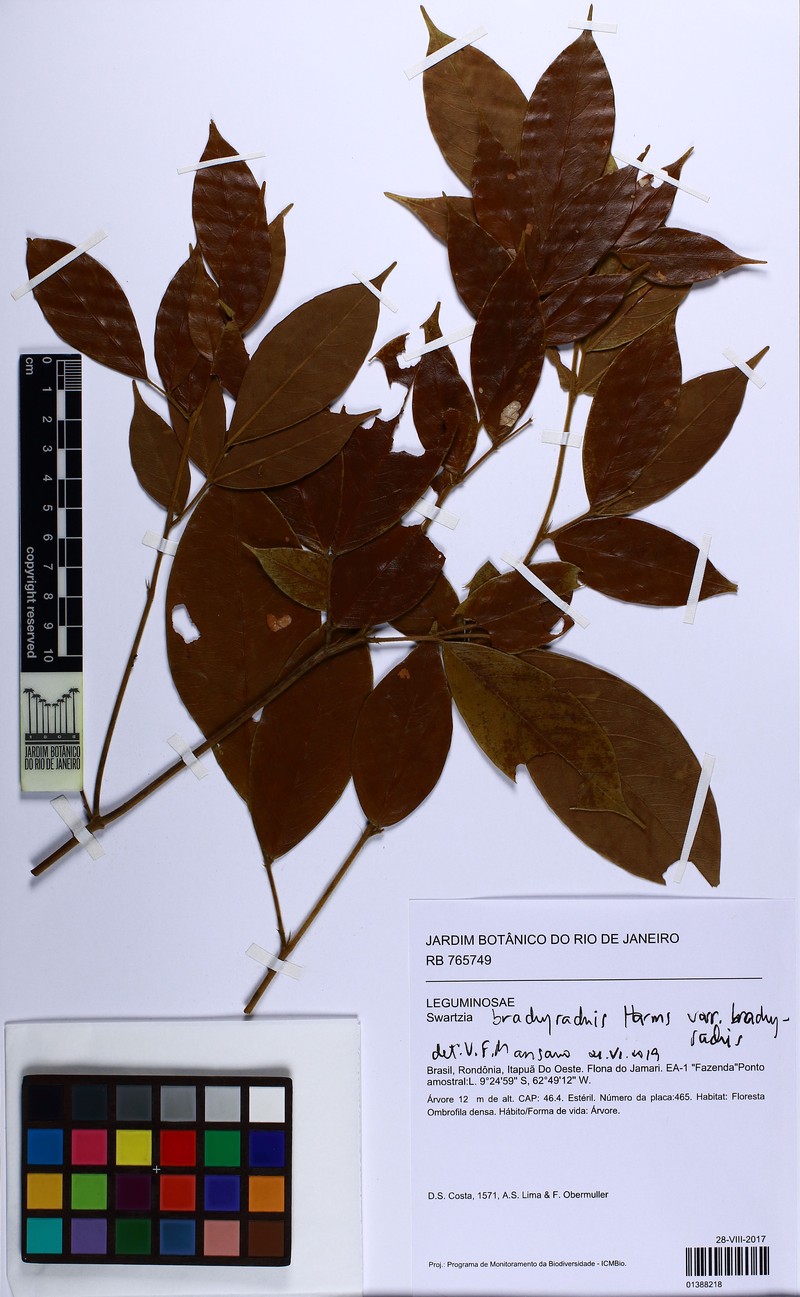 Swartzia brachyrhachis var. brachyrhachis