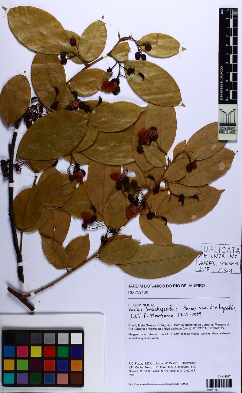 Swartzia brachyrhachis var. brachyrhachis photo 2