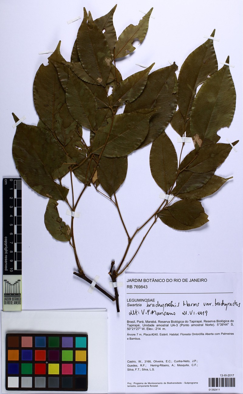 Swartzia brachyrhachis var. brachyrhachis photo 3