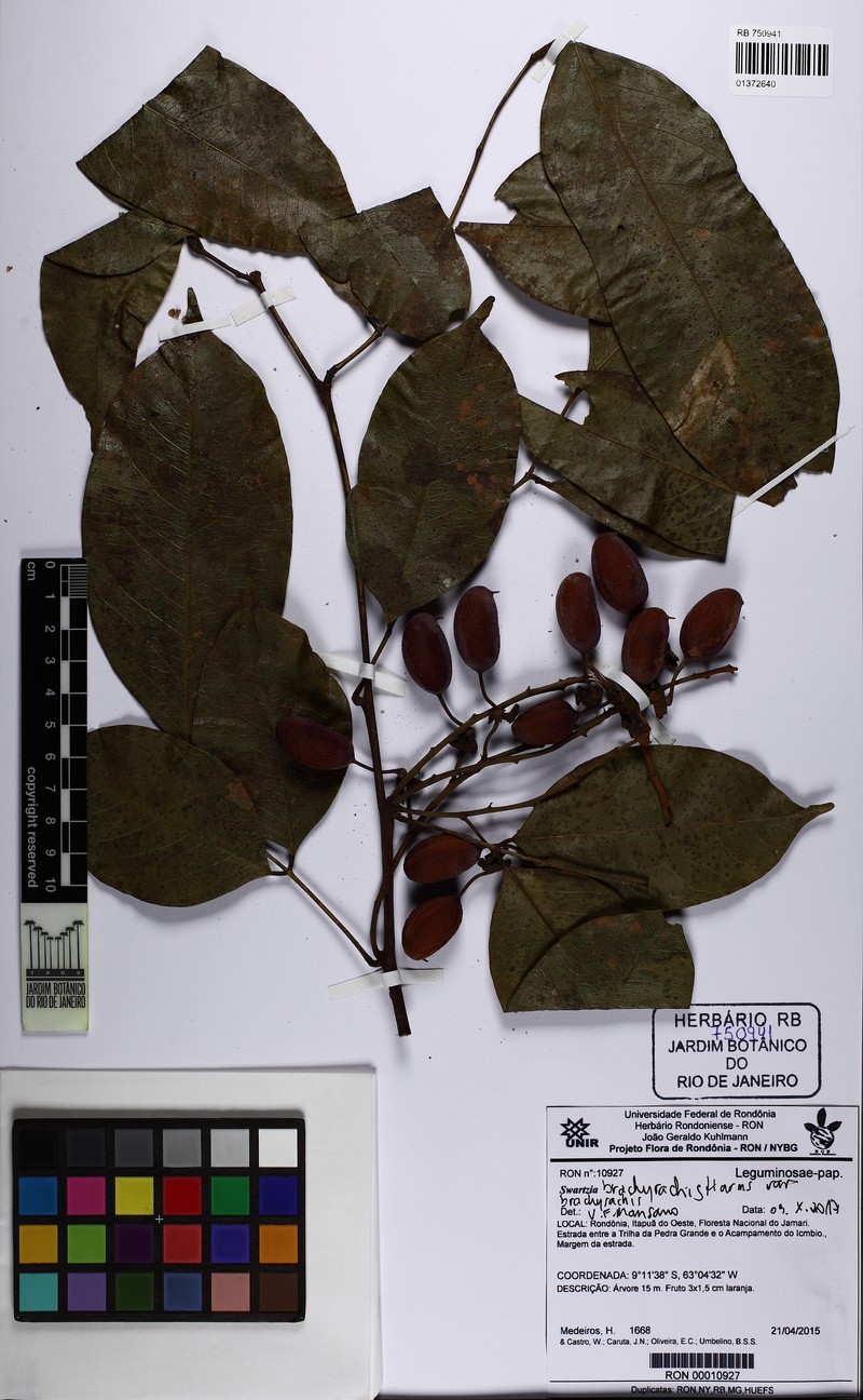 Swartzia brachyrhachis var. brachyrhachis photo 4