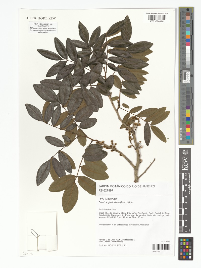 Swartzia glazioviana photo 4