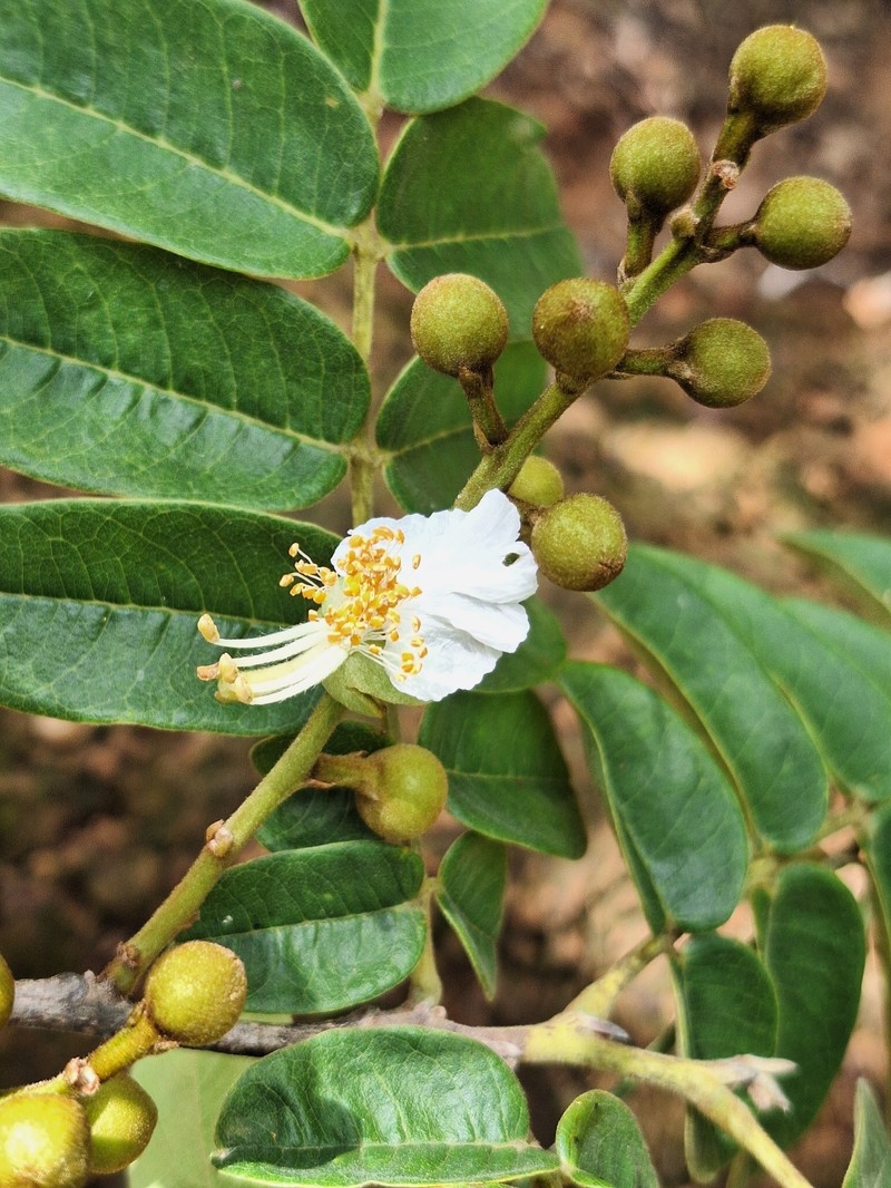 Swartzia macrostachya var. macrostachya
