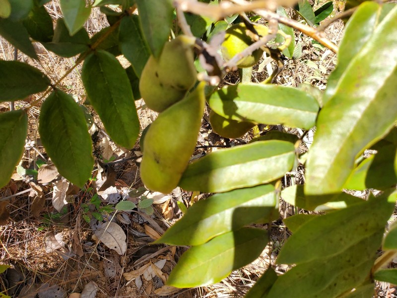 Swartzia macrostachya var. macrostachya photo 2