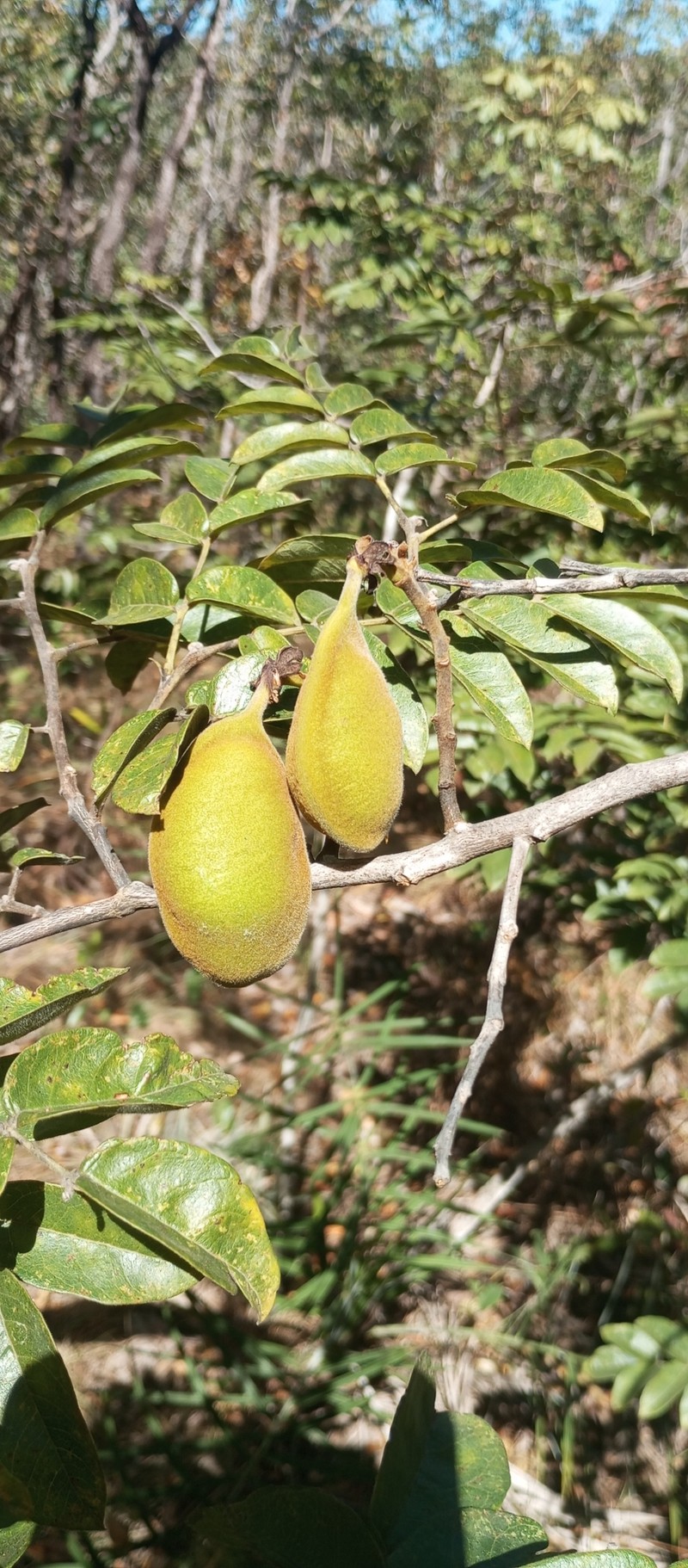 Swartzia macrostachya var. macrostachya photo 3