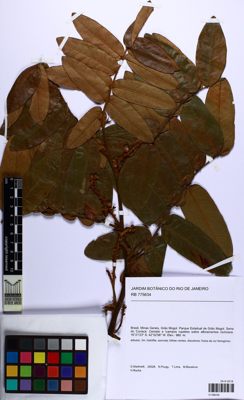 Swartzia macrostachya var. macrostachya photo 4