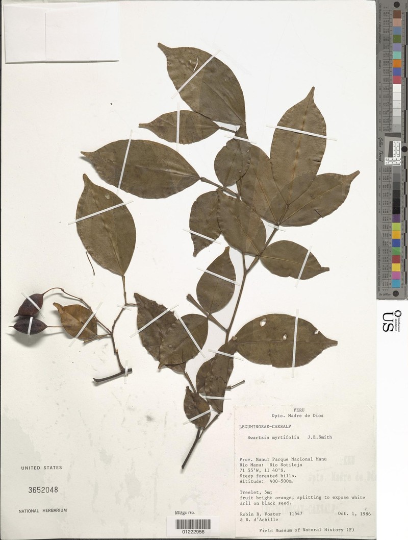 Swartzia myrtifolia var. myrtifolia