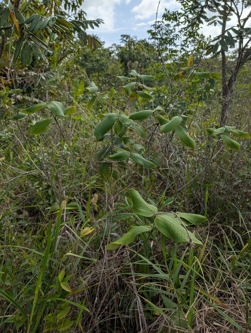 Swartzia panacoco var. panacoco