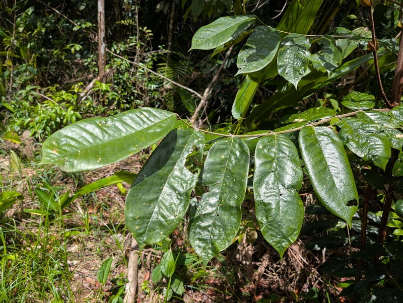 Swartzia panacoco var. panacoco photo 2