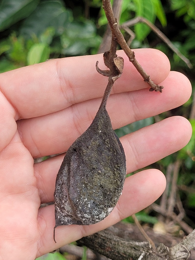 Swartzia panacoco var. panacoco photo 3