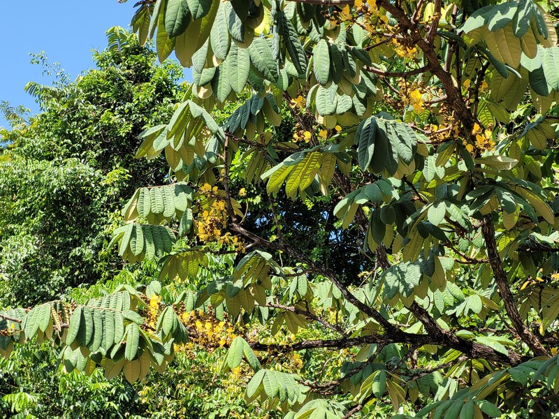 Swartzia panacoco var. panacoco photo 4
