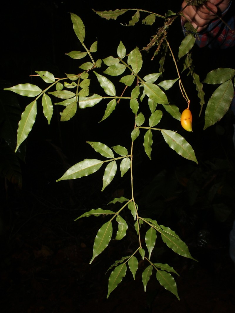 Swartzia picramnioides