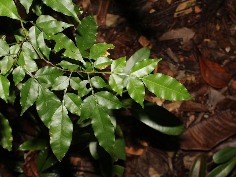 Swartzia picramnioides photo 2