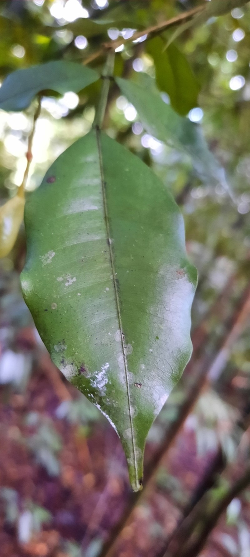 Swartzia picramnioides photo 3