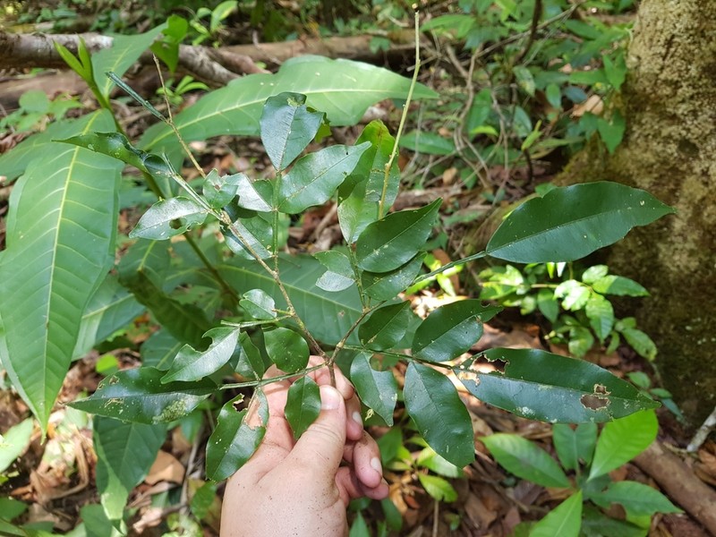 Swartzia picramnioides photo 4