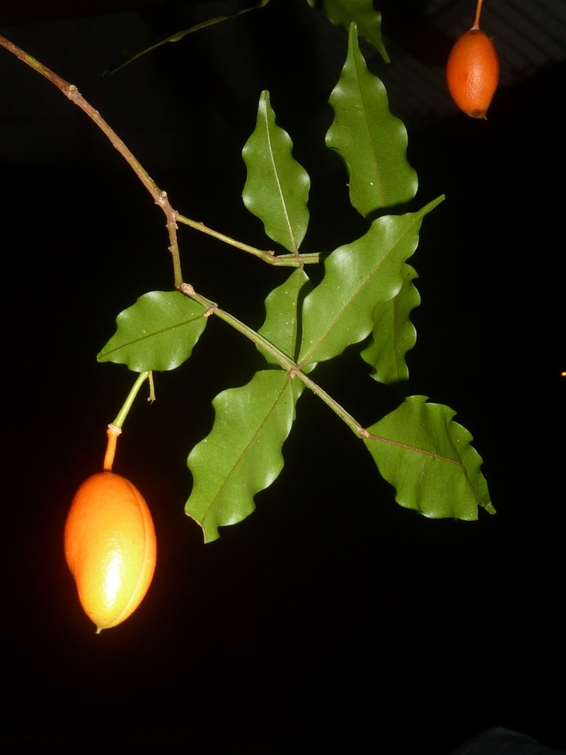 Swartzia picramnioides photo 5
