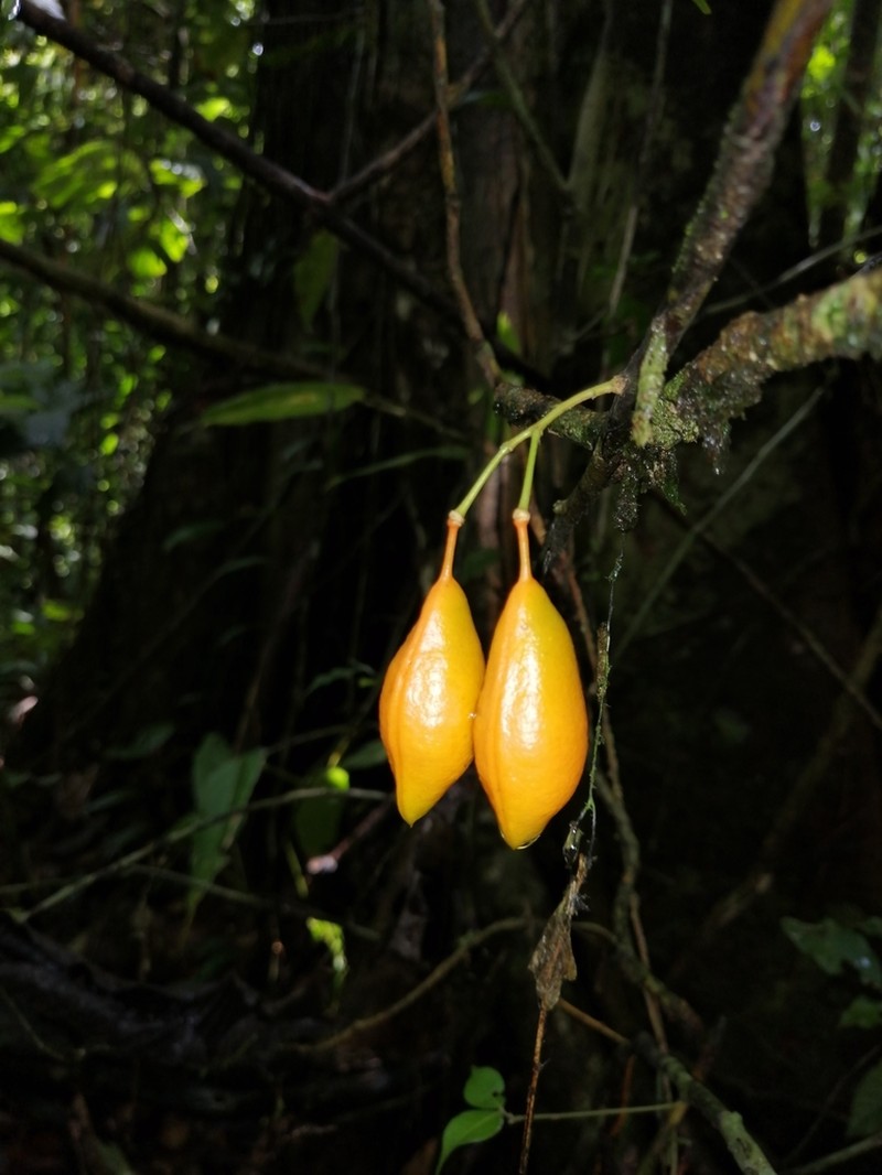 Swartzia picramnioides photo 7