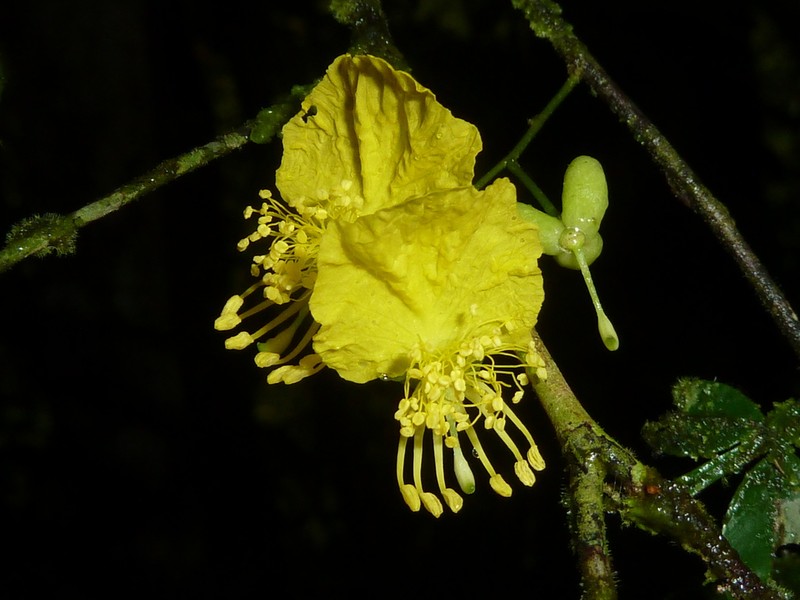 Swartzia picramnioides photo 8