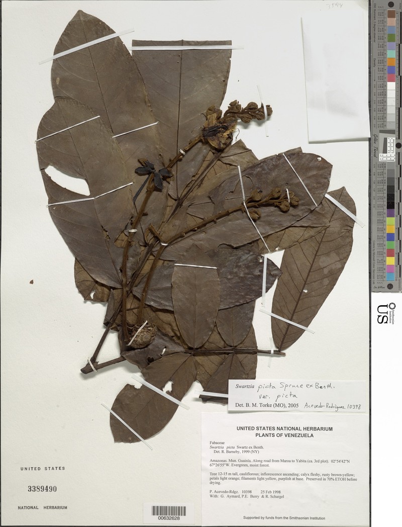 Swartzia picta var. picta