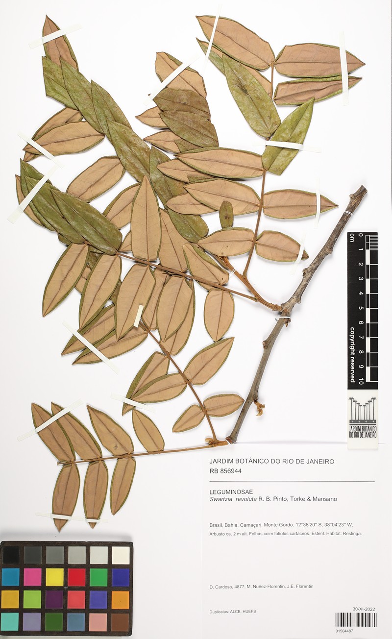 Swartzia revoluta