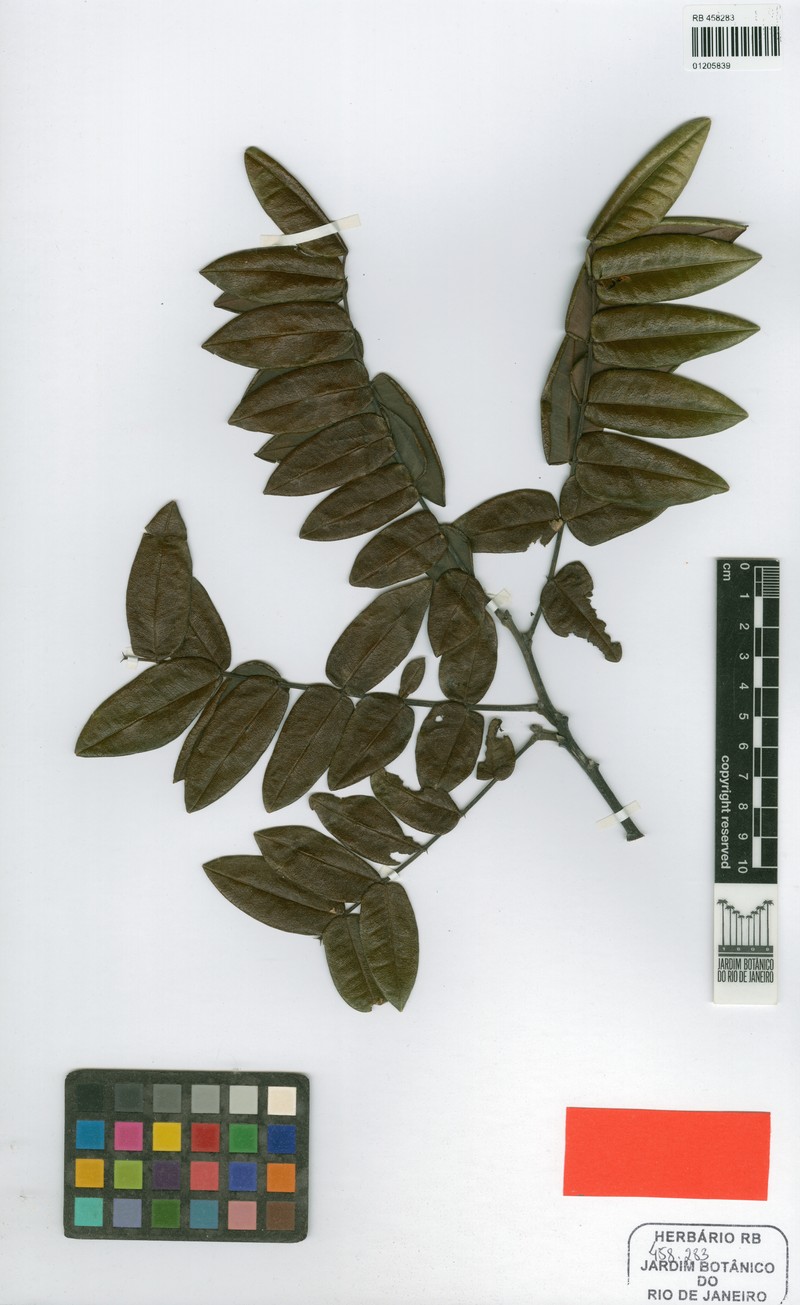 Swartzia revoluta photo 2