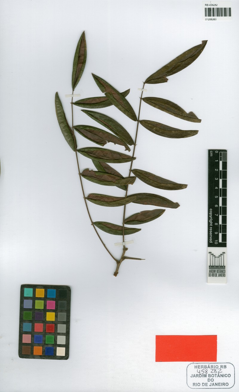 Swartzia revoluta photo 3