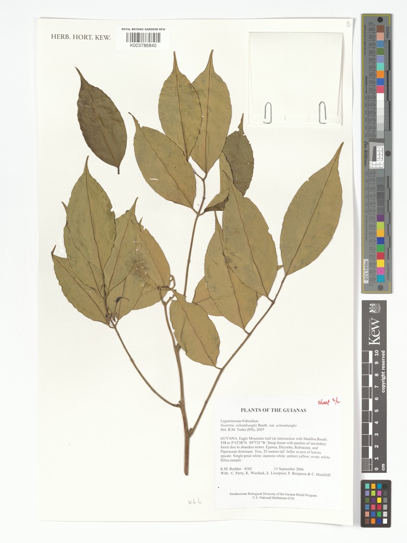 Swartzia schomburgkii var. schomburgkii