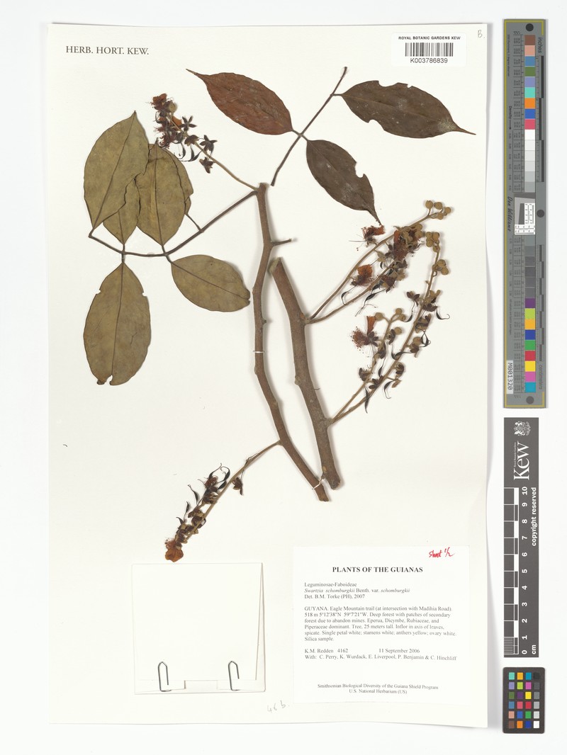 Swartzia schomburgkii var. schomburgkii photo 2