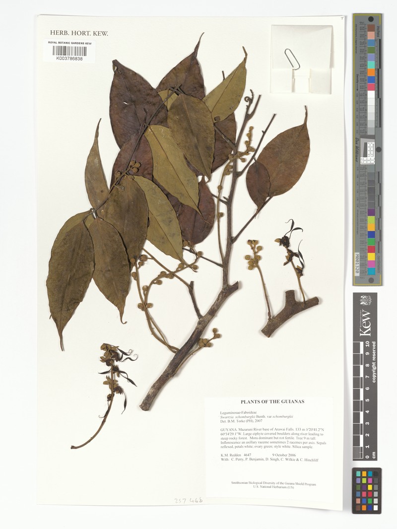 Swartzia schomburgkii var. schomburgkii photo 3